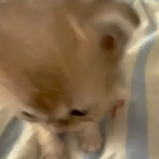 Figurinha de Gatos 🐱 (14 de 30)