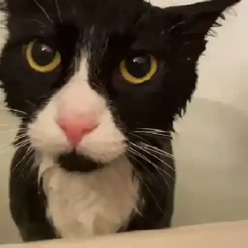 Figurinha de Gatos 🐱 (15 de 30)