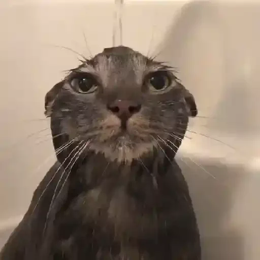 Figurinha de Gatos 🐱 (16 de 30)