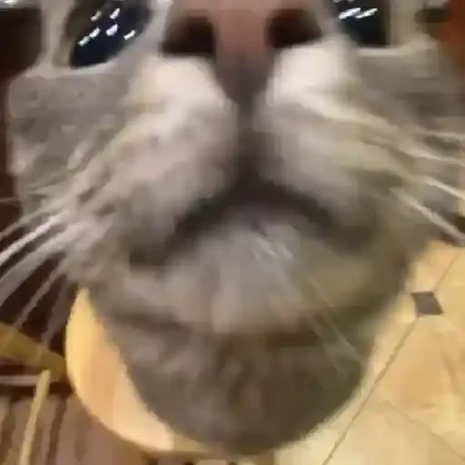 Figurinha de Gatos 🐱 (17 de 30)