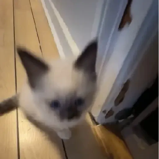 Figurinha de Gatos 🐱 (18 de 30)