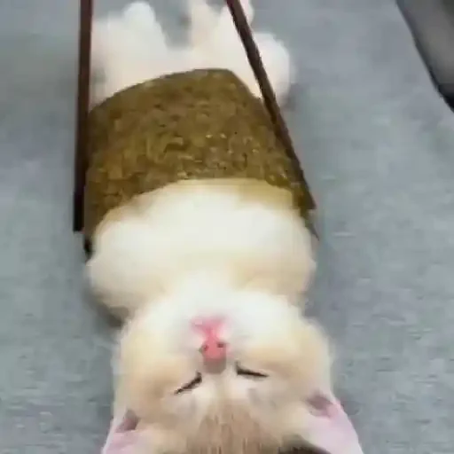 Figurinha de Gatos 🐱 (19 de 30)