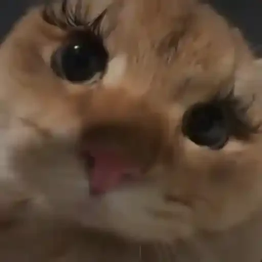Figurinha de Gatos 🐱 (20 de 30)