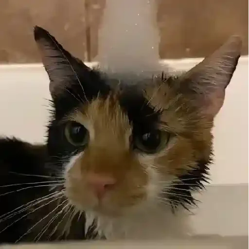 Figurinha de Gatos 🐱 (21 de 30)