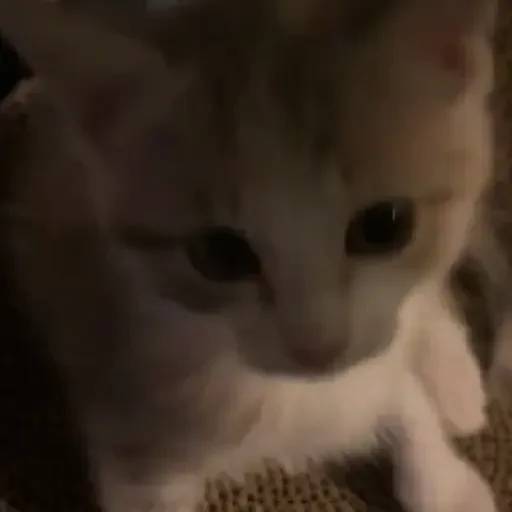 Figurinha de Gatos 🐱 (22 de 30)