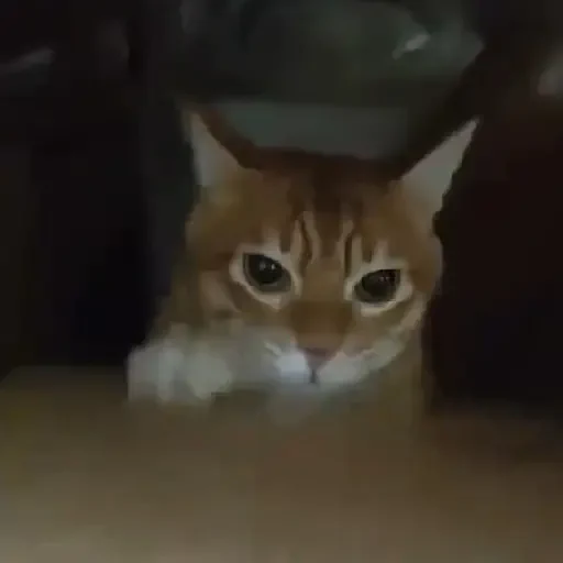 Figurinha de Gatos 🐱 (23 de 30)