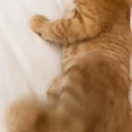 Figurinha de Gatos 🐱 (24 de 30)