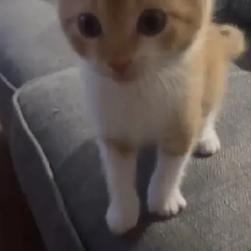 Figurinha de Gatos 🐱 (25 de 30)