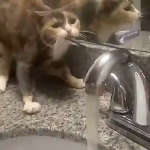 Figurinha de Gatos 🐱 (26 de 30)