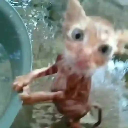 Figurinha de Gatos 🐱 (27 de 30)