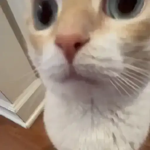 Figurinha de Gatos 🐱 (28 de 30)