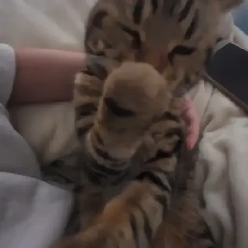 Figurinha de Gatos 🐱 (29 de 30)