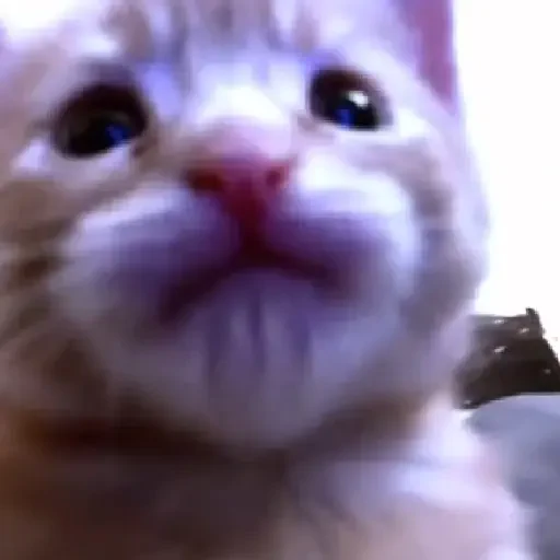 Figurinha de Gatos 🐱 (30 de 30)