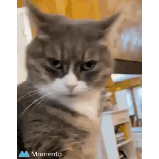 Figurinha de gif kucing para WhatsApp (3 de 12)