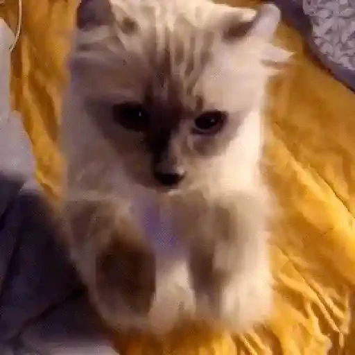 Figurinha de gif kucing para WhatsApp (6 de 12)