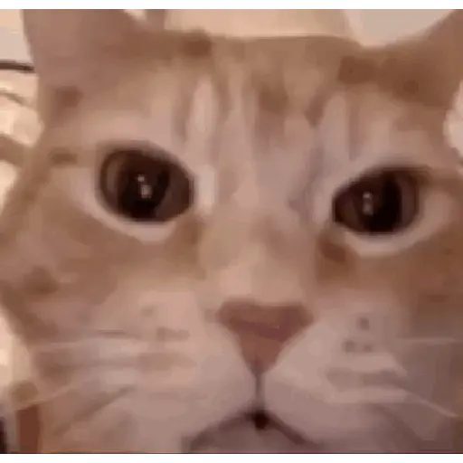 Figurinhas de gif kucing para WhatsApp
