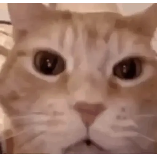 Figurinha de gif kucing (1 de 12)