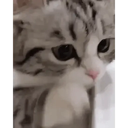 Figurinha de gif kucing (2 de 12)