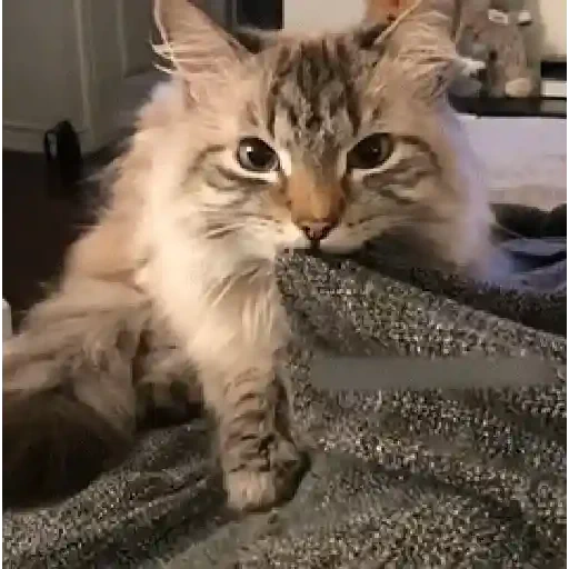 Figurinha de gif kucing (4 de 12)