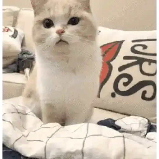 Figurinha de gif kucing (5 de 12)
