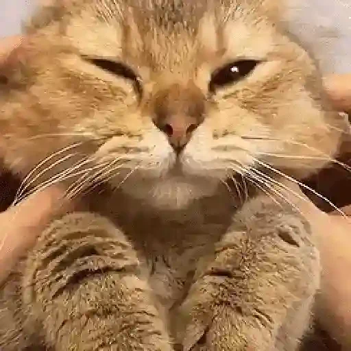 Figurinha de gif kucing (7 de 12)