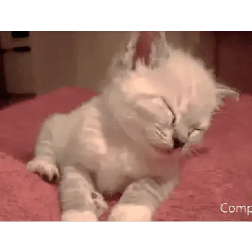 Figurinha de gif kucing (8 de 12)