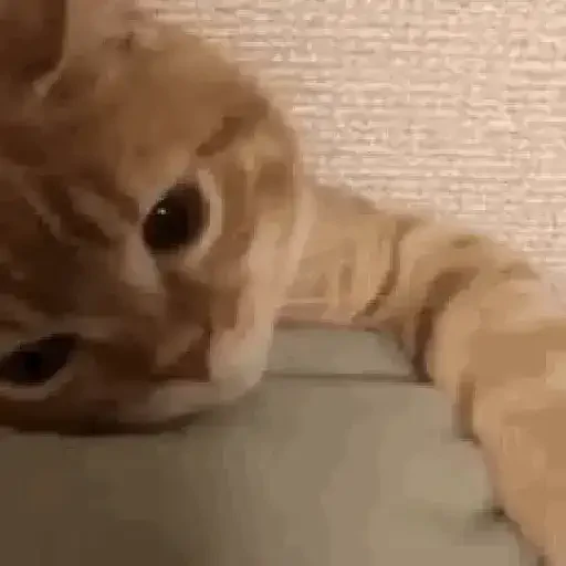 Figurinha de gif kucing (9 de 12)