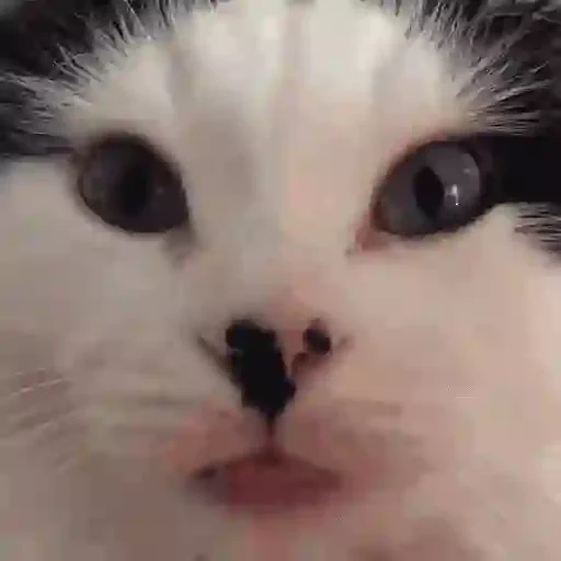Figurinha de gif kucing (10 de 12)