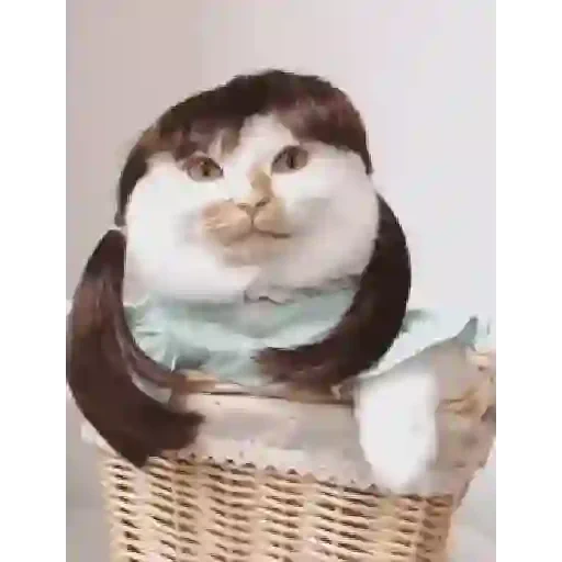 Figurinha de gif kucing (11 de 12)