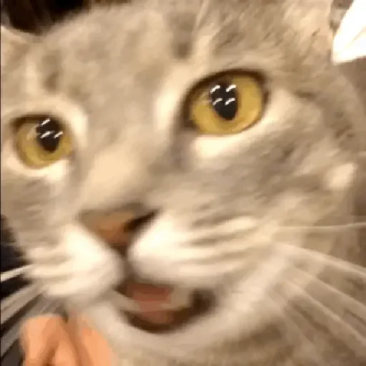 Figurinha de gif kucing (12 de 12)