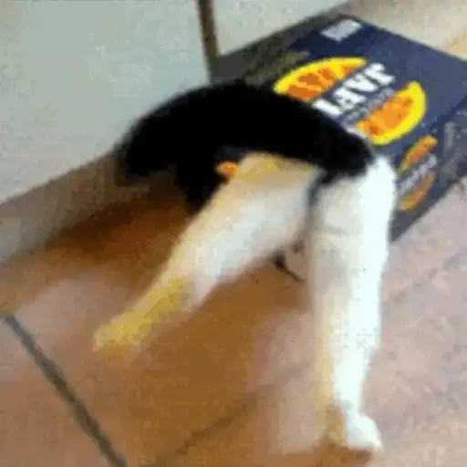 Figurinha de GIFs de Gatos Reações 4 🐱 para WhatsApp (3 de 20)