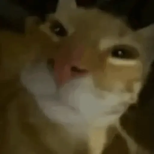 Figurinha de GIFs de Gatos Reações 4 🐱 para WhatsApp (5 de 20)