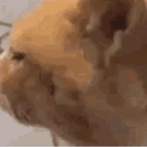Figurinha de GIFs de Gatos Reações 4 🐱 para WhatsApp (6 de 20)