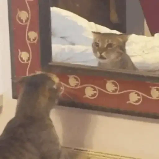 Figurinha de GIFs de Gatos Reações 4 🐱 para WhatsApp (7 de 20)