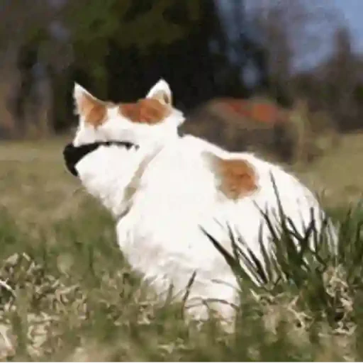 Figurinha de GIFs de Gatos Reações 4 🐱 para WhatsApp (8 de 20)