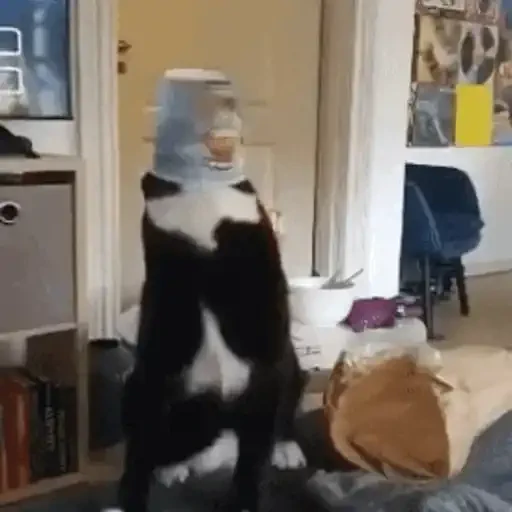 Figurinha de GIFs de Gatos Reações 4 🐱 para WhatsApp (9 de 20)
