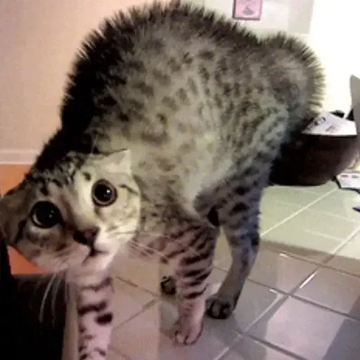 Figurinha de GIFs de Gatos Reações 4 🐱 para WhatsApp (10 de 20)