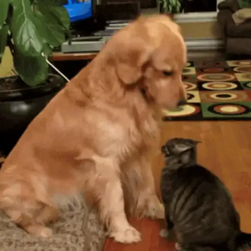 Figurinha de GIFs de Gatos Reações 4 🐱 para WhatsApp (11 de 20)