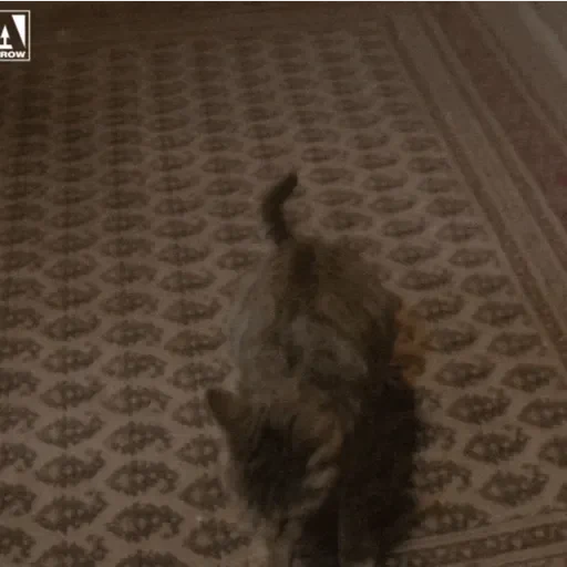 Figurinha de GIFs de Gatos Reações 4 🐱 para WhatsApp (12 de 20)