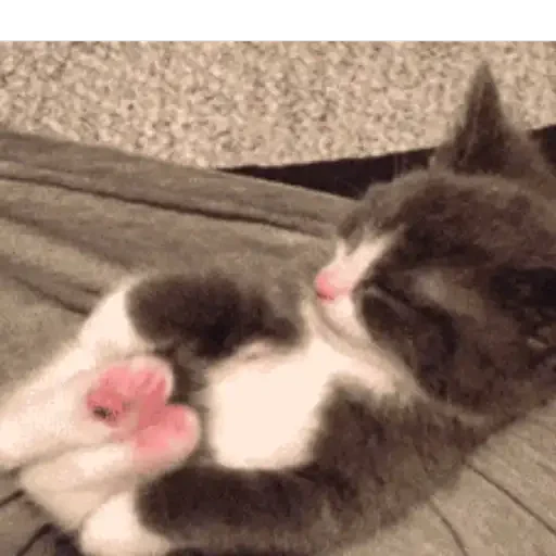 Figurinha de GIFs de Gatos Reações 4 🐱 para WhatsApp (13 de 20)