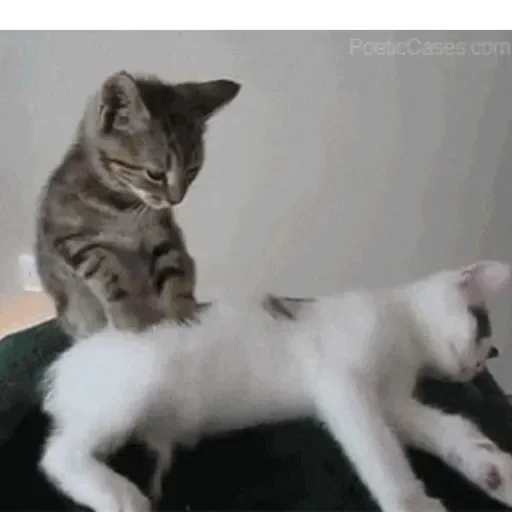 Figurinha de GIFs de Gatos Reações 4 🐱 para WhatsApp (14 de 20)