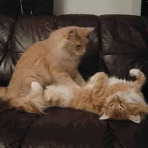Figurinha de GIFs de Gatos Reações 4 🐱 para WhatsApp (15 de 20)