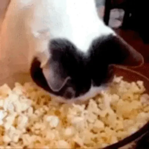 Figurinha de GIFs de Gatos Reações 4 🐱 para WhatsApp (16 de 20)