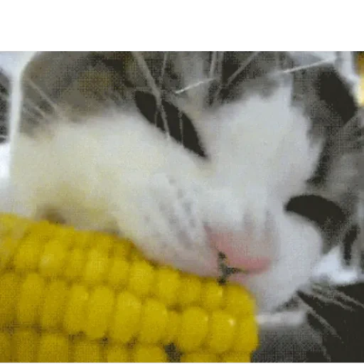 Figurinha de GIFs de Gatos Reações 4 🐱 para WhatsApp (17 de 20)