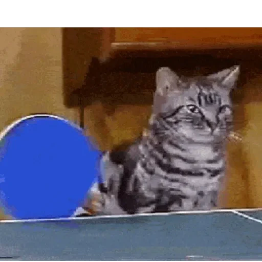 Figurinha de GIFs de Gatos Reações 4 🐱 para WhatsApp (20 de 20)