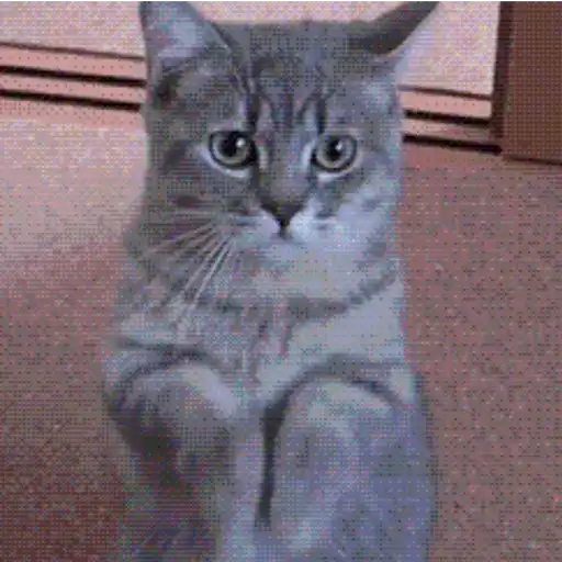 Figurinhas de GIFs de Gatos Reações 4 🐱 para WhatsApp