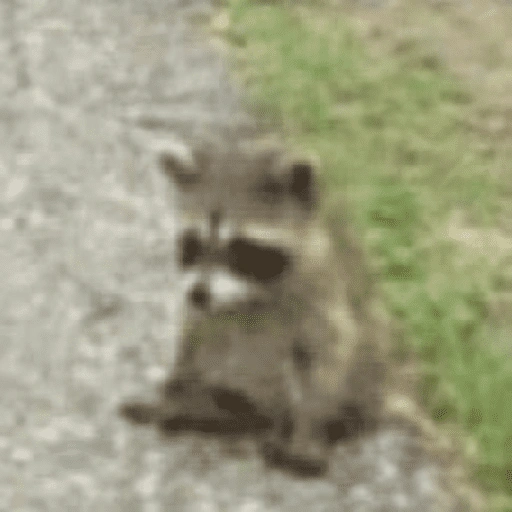 Figurinha de Guaxinim (2 de 30)