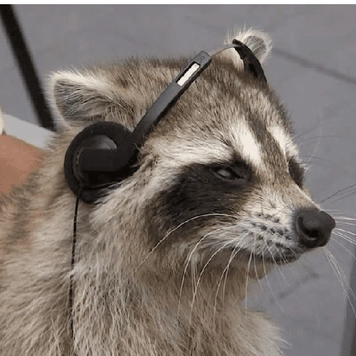 Figurinha de Guaxinim (10 de 30)