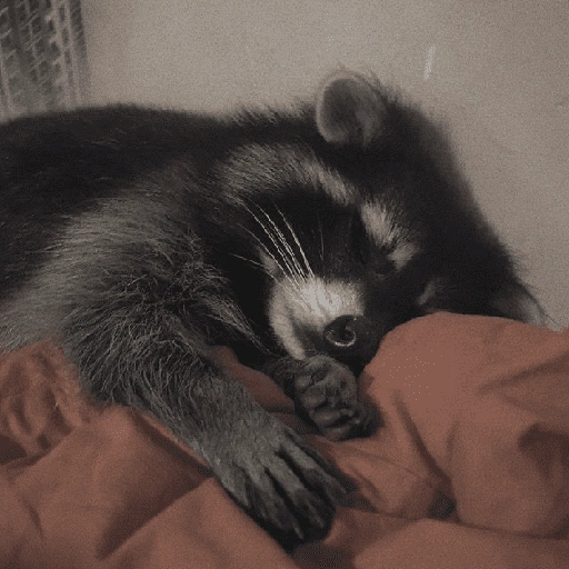 Figurinha de Guaxinim (12 de 30)