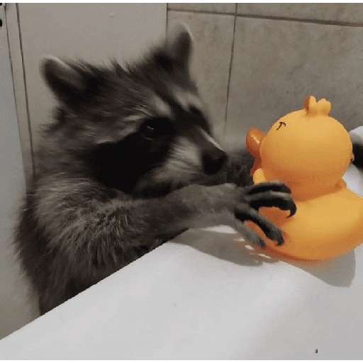 Figurinha de Guaxinim (13 de 30)